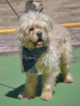 TORSO, Hund, Bolonka Zwetna in Spanien