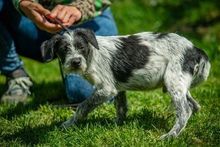 OREO, Hund, Mischlingshund in Ungarn