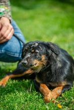 CORFU, Hund, Mischlingshund in Ungarn