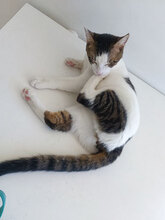 RAFA, Katze, Hauskatze in Bulgarien