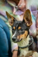 BAMBI, Hund, Mischlingshund in Ungarn