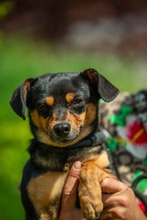 CSÜCSÖK, Hund, Mischlingshund in Ungarn
