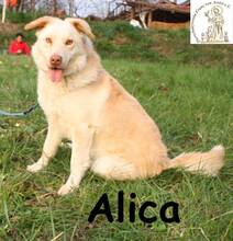 ALICA, Hund, Mischlingshund in Bosnien und Herzegowina