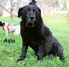 ASLA, Hund, Mischlingshund in Bosnien und Herzegowina