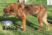 BAKICA, Hund, Mischlingshund in Bosnien und Herzegowina