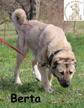 BERTA, Hund, Mischlingshund in Bosnien und Herzegowina