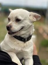 CANDY, Hund, Mischlingshund in Griechenland