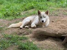 WOWA, Hund, Mischlingshund in Marsberg
