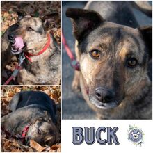 BUCK, Hund, Mischlingshund in Ribnitz-Damgarten