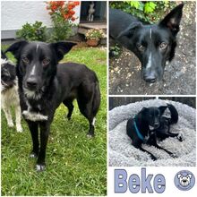 BEKE, Hund, Mischlingshund in Bonn