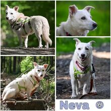 NEVA, Hund, Mischlingshund in Worpswede