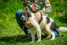FLUFFY, Hund, Mischlingshund in Ungarn