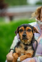 NETFLIX, Hund, Mischlingshund in Ungarn