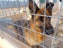 MORENA, Hund, Deutscher Schäferhund in Spanien