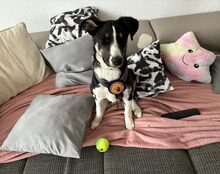 CHELSEA, Hund, Mischlingshund in Hagen