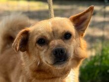 TABASCO, Hund, Mischlingshund in Portugal