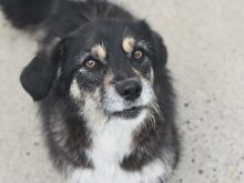 SPENCER, Hund, Mischlingshund in Rumänien
