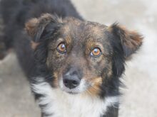 NUGGET, Hund, Mischlingshund in Rumänien