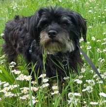 TAFFO, Hund, Mischlingshund in Hoppegarten
