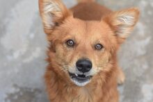 SPIKEY, Hund, Mischlingshund in Rumänien