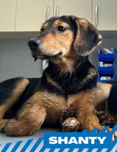 SHANTY, Hund, Mischlingshund in Bulgarien