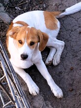 DEXI, Hund, Mischlingshund in Rumänien