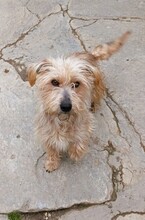 GOY, Hund, Mischlingshund in Rumänien