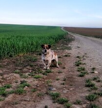 IONEL, Hund, Mischlingshund in Rumänien