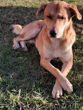 LULU, Hund, Mischlingshund in Rumänien