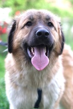 BOLEK, Hund, Mischlingshund in Bosnien und Herzegowina