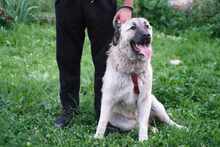 LOLEK, Hund, Mischlingshund in Bosnien und Herzegowina