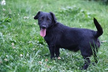 RIO, Hund, Terrier-Mix in Bosnien und Herzegowina