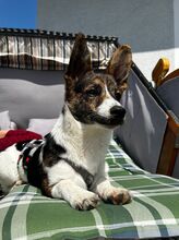 JACOB, Hund, Mischlingshund in Rostock