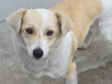 MATHILDA, Hund, Mischlingshund in Rumänien