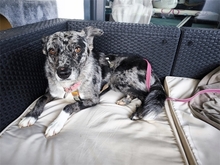 GINA, Hund, Mischlingshund in Sengenthal