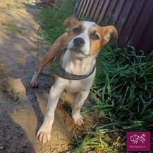 ELLIE, Hund, Mischlingshund in Rumänien
