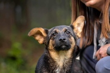 SOPHIE, Hund, Mischlingshund in Ungarn