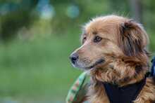 TESSY, Hund, Mischlingshund in Ungarn