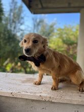 POLLON, Hund, Mischlingshund in Italien
