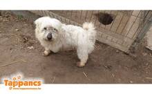 GOLYO3, Hund, Mischlingshund in Ungarn