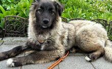 MOPPE, Hund, Herdenschutzhund-Mix in Dettingen
