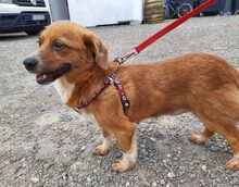 KISHA, Hund, Mischlingshund in Rumänien