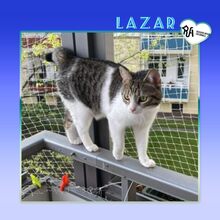 LAZAR, Katze, Hauskatze in Hannover