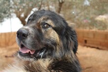 BILBO, Hund, Herdenschutzhund in Spanien