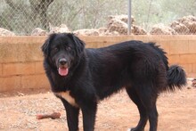 ARWEN, Hund, Herdenschutzhund in Spanien