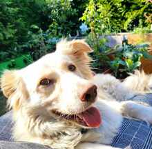 ARI, Hund, Mischlingshund in Schwanewede