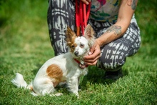 ROOIBOS, Hund, Mischlingshund in Ungarn