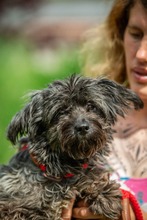 MATCHA, Hund, Mischlingshund in Ungarn