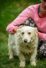 OMNIBUSZ, Hund, Mischlingshund in Ungarn