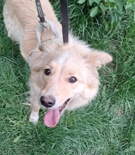 TINKA, Hund, Mischlingshund in Rumänien